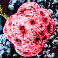 Dangled Berries